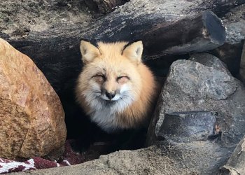Keela at Evelyn Alexander Wildlife Rescue Center